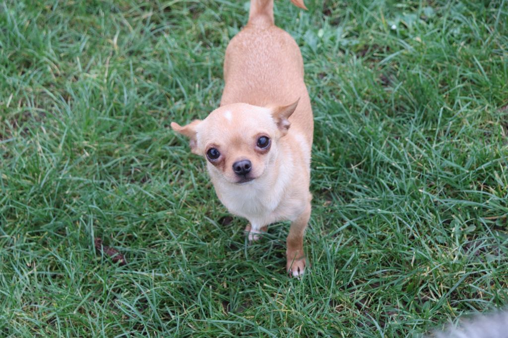 Les Chihuahua de l'affixe Laura Contenseau