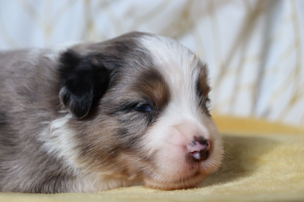 Laura Contenseau - Berger Américain Miniature  - Portée née le 26/06/2024